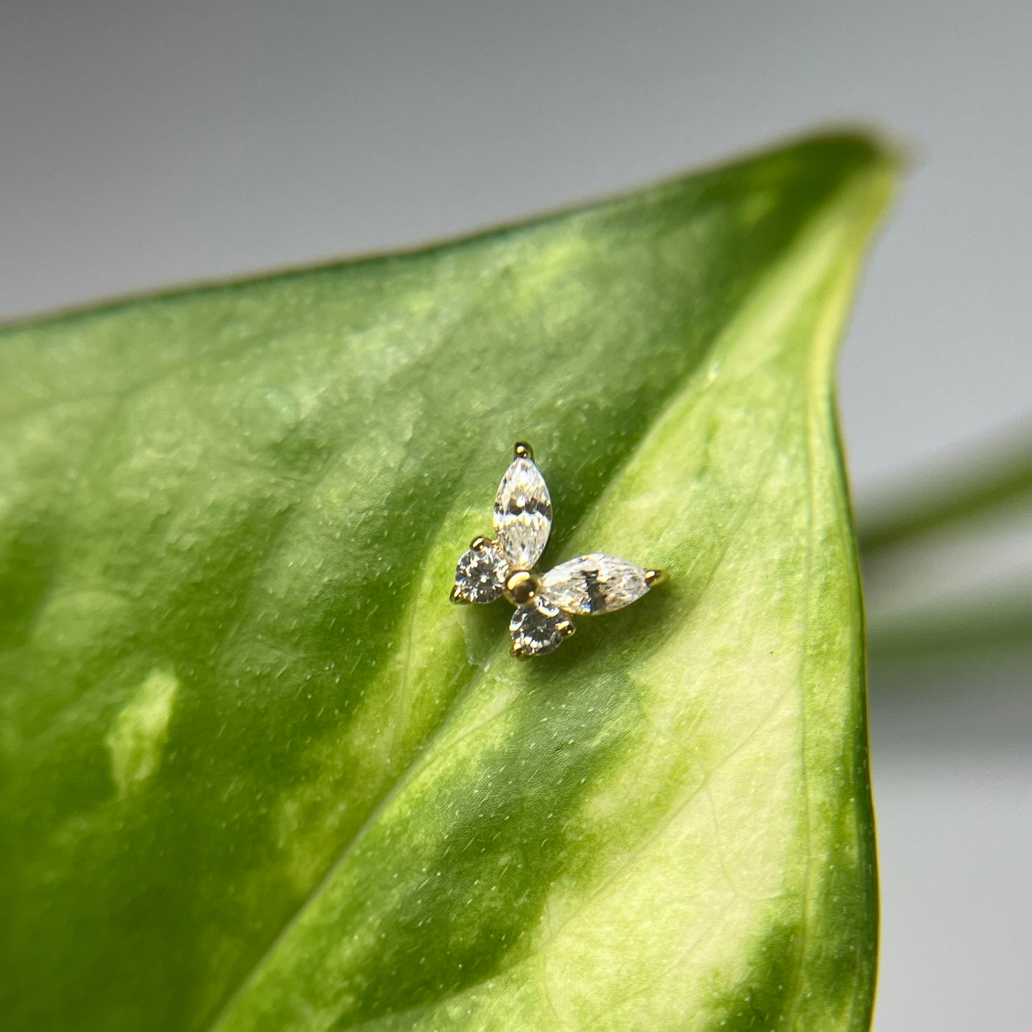Cassandra | 14k Gold | Oscura Piercery