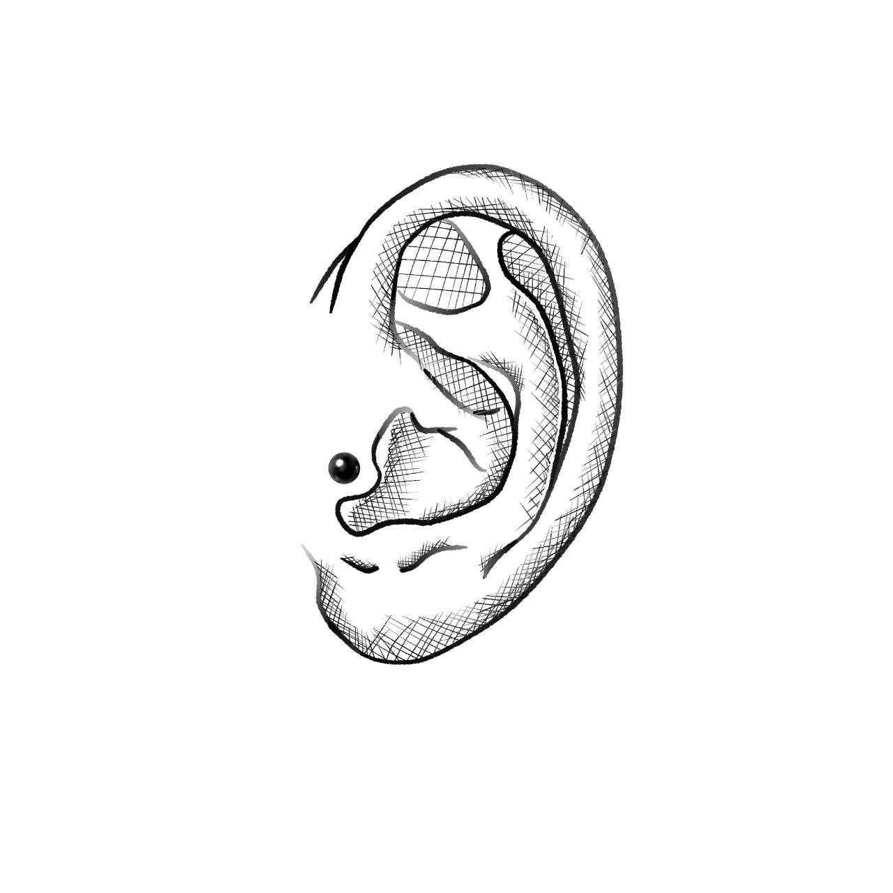 Tragus