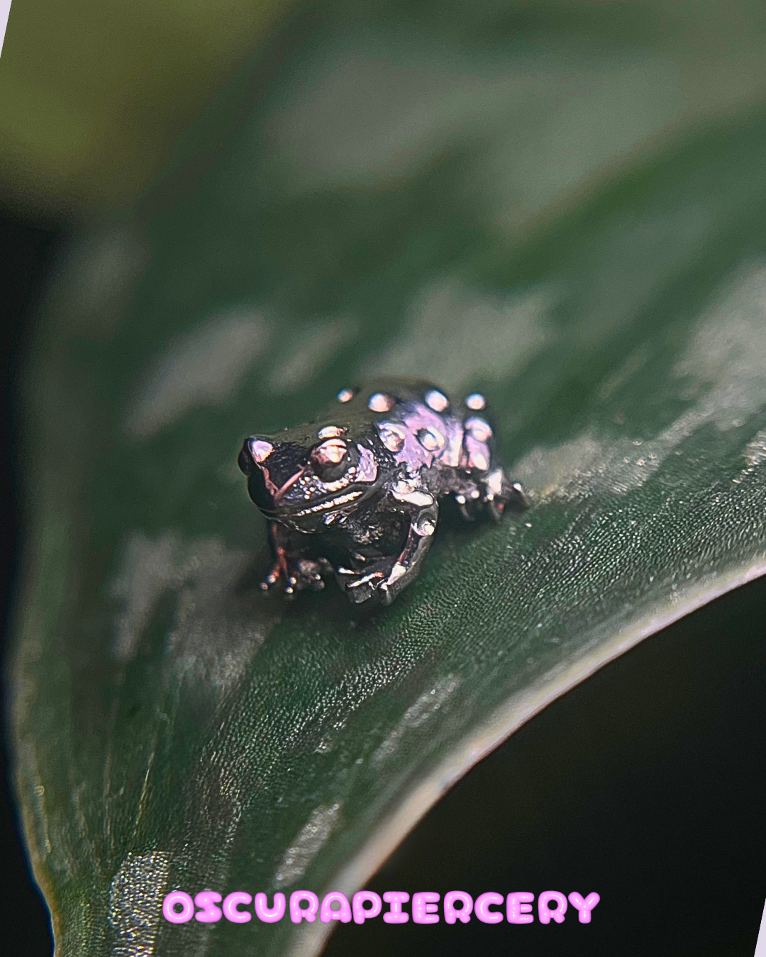FROG | Implant Grade Titanium | Oscura Piercery